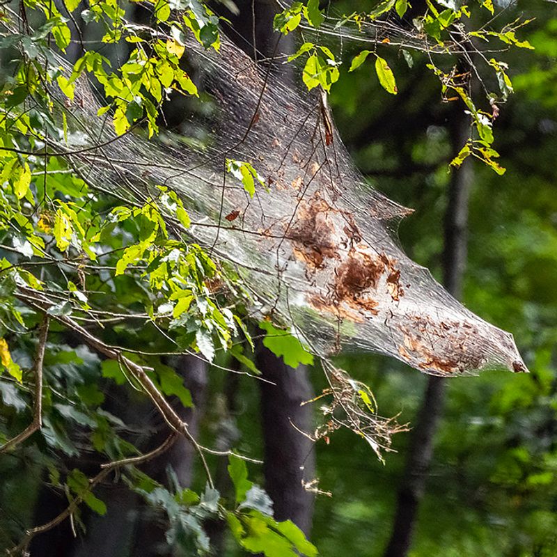 Fall Webworms Are The Usual Culprits Fall Webworms Are The Usual Culprits