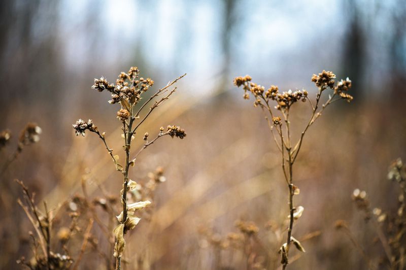 Fall Weeds Begin Germinating Early Fall Weeds Begin Germinating Early