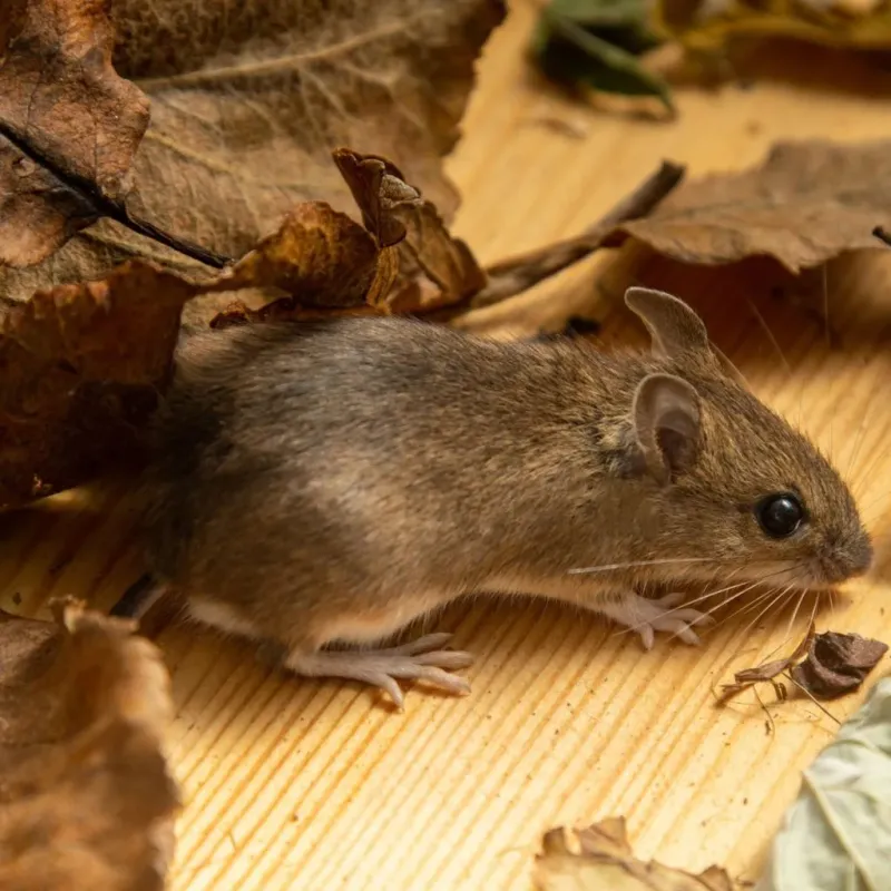 Fall Yard Cleanup Can Reduce Mouse Activity