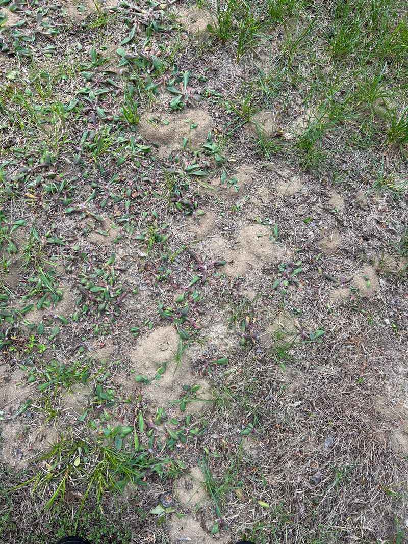 Fall Yard Projects And Mowing Stir Colonies Into Rebuilding