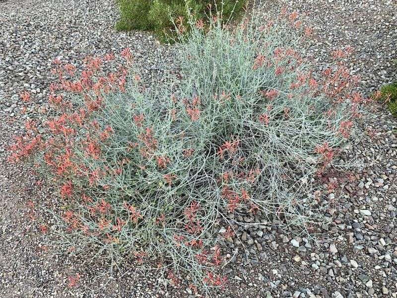 Fall can be a useful planting window when frost risk allows Fall can be a useful planting window when frost risk allows