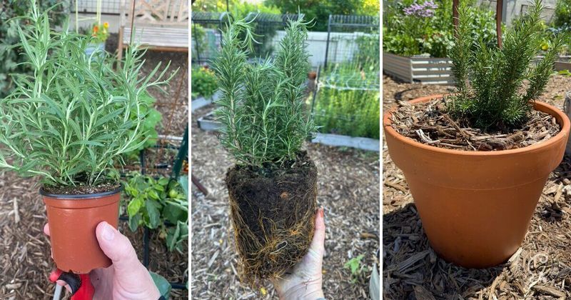 Fall planting creates a favorable establishment window Fall planting creates a favorable establishment window