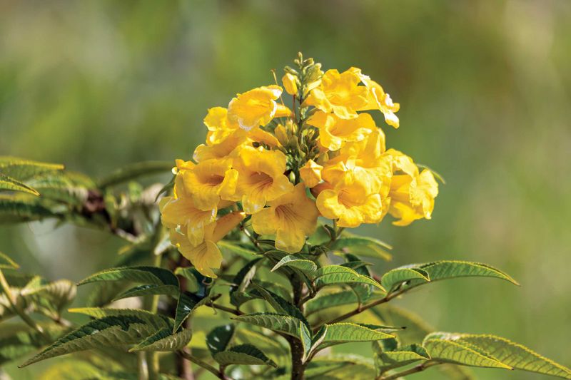 Fall planting supports establishment but does not promise instant flowers Fall planting supports establishment but does not promise instant flowers