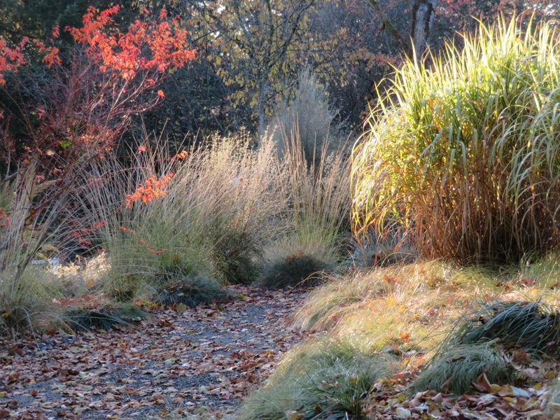 Fall rain can give western Oregon grasses a head start Fall rain can give western Oregon grasses a head start