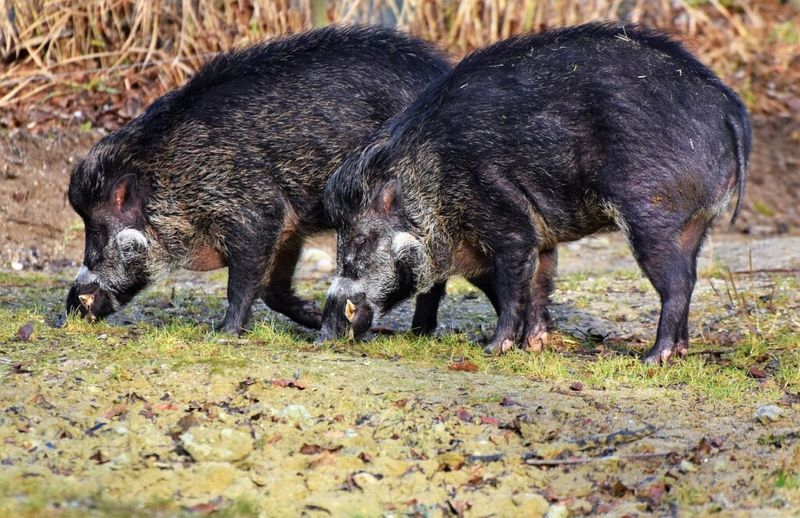 Fallen Acorns Can Keep Hogs Coming Back