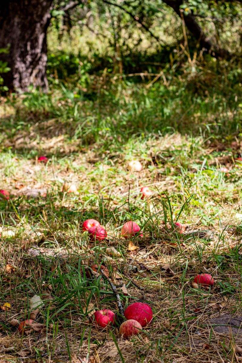 Fallen Fruit And Fresh Mushrooms Turn Yards Into Buffets