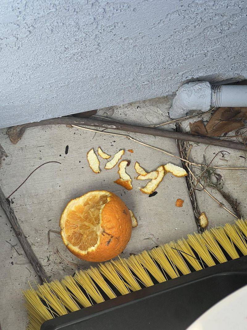 Fallen Fruit And Garden Leftovers Become A Buffet