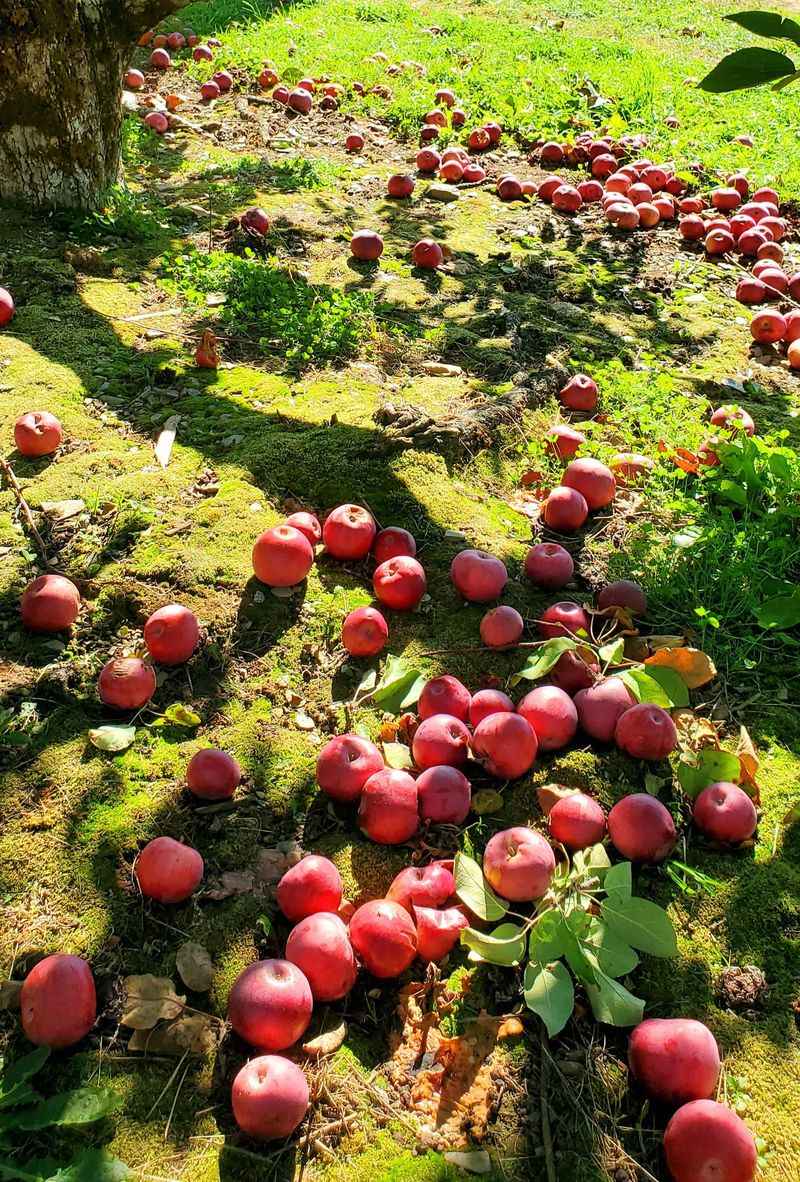 Fallen Fruit And Garden Leftovers Keep Food Sources Available Fallen Fruit And Garden Leftovers Keep Food Sources Available