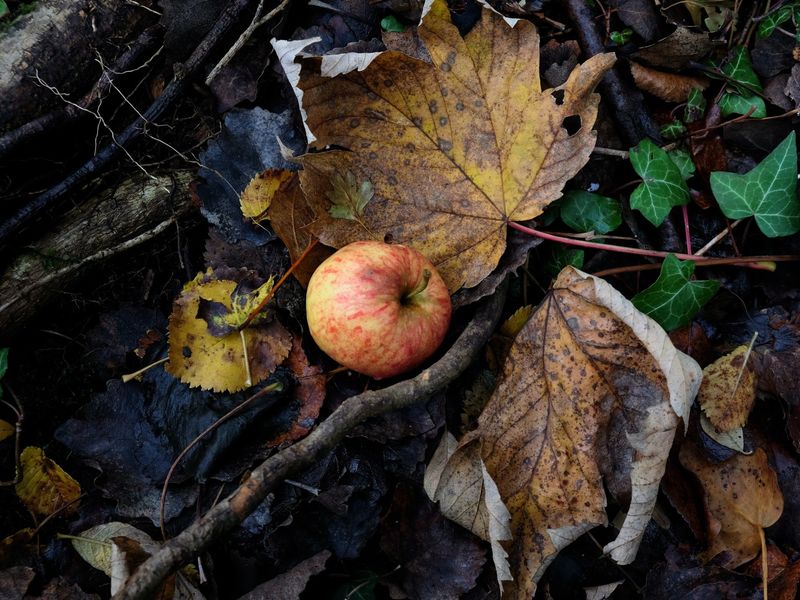 Fallen Fruit And Garden Treats