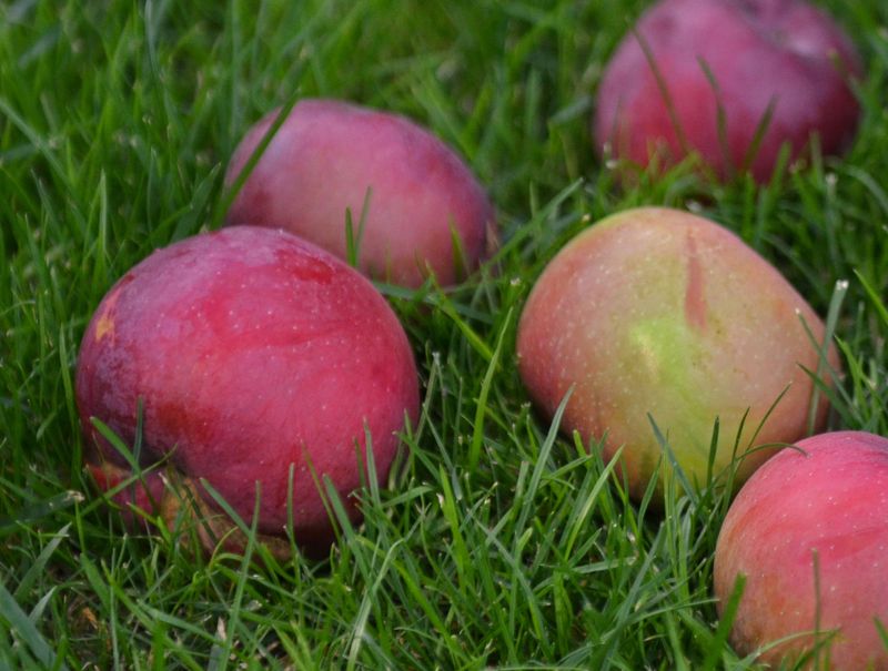 Fallen Fruit And Seeds Are Drawing Them In