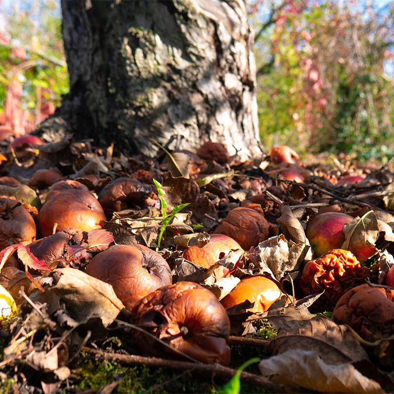 Fallen Fruit Attracts Fruit Flies And Other Pests Fallen Fruit Attracts Fruit Flies And Other Pests