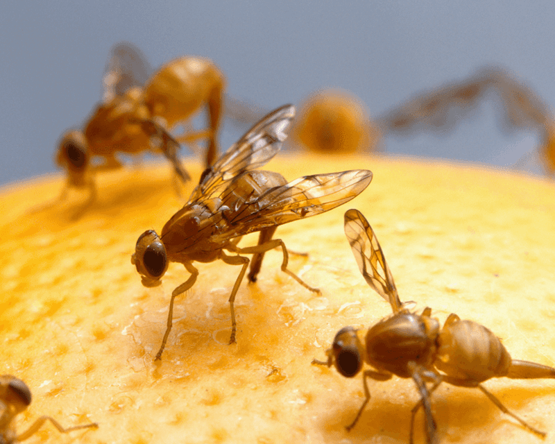 Fallen Fruit Can Attract Fruit Flies And Other Pests