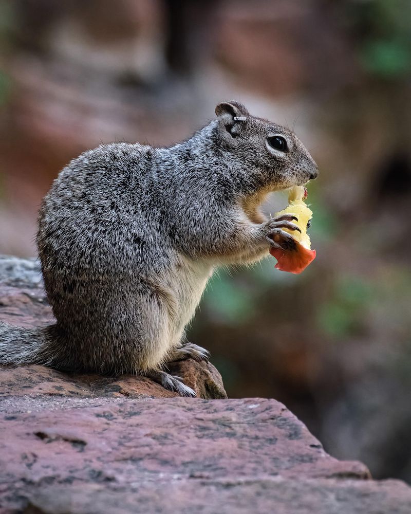 Fallen Fruit Can Attract More Wildlife Activity