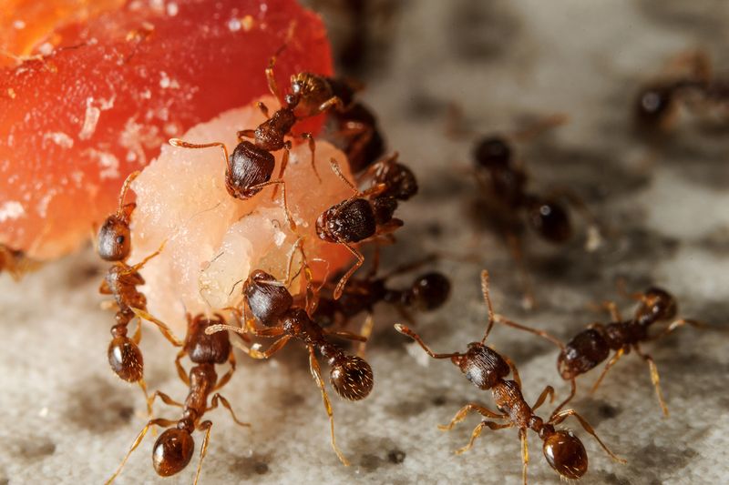 Fallen Fruit Can Encourage Ant Activity Around Arizona Trees