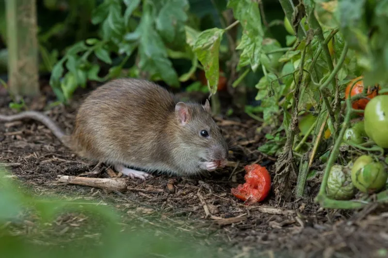 Fallen Fruit Can Keep Rats Feeding Nearby Fallen Fruit Can Keep Rats Feeding Nearby