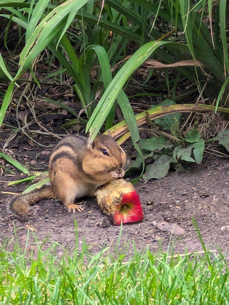 Fallen Fruit Can Keep Them Coming Back