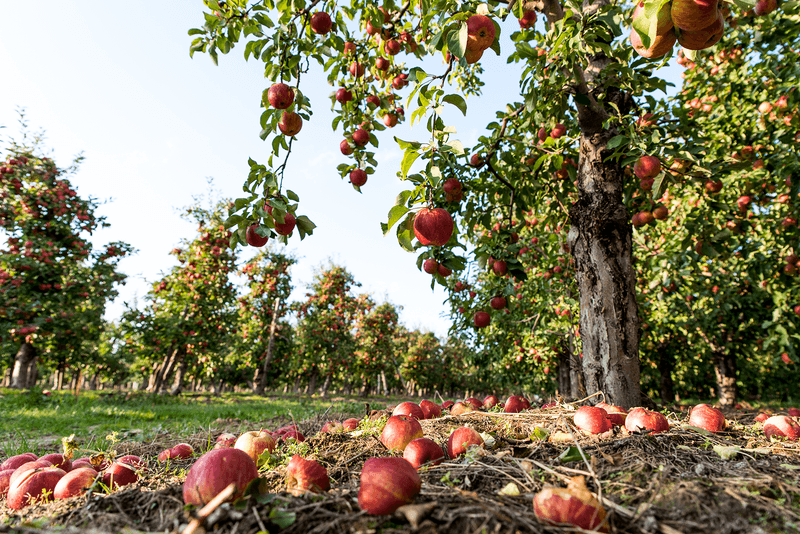Fallen Fruit Can Make Fruit Tree Maintenance More Difficult