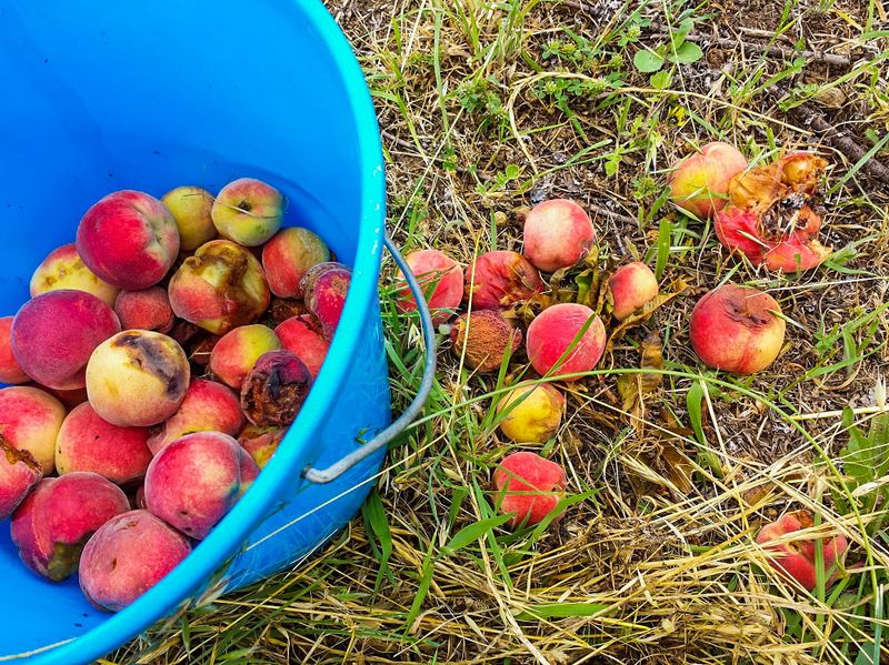 Fallen Fruit Can Spread Or Maintain Some Fruit Diseases