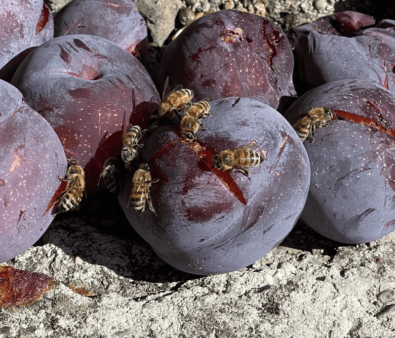 Fallen Fruit Creates A Busy Late Summer Feeding Spot Fallen Fruit Creates A Busy Late Summer Feeding Spot