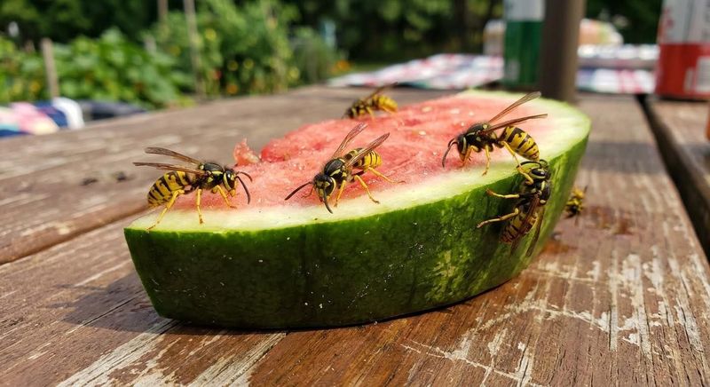 Fallen Fruit Creates A Feeding Zone
