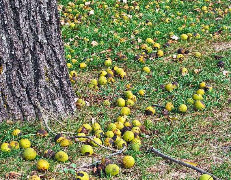 Fallen Fruit Is Not Always The Tree Owner's Liability