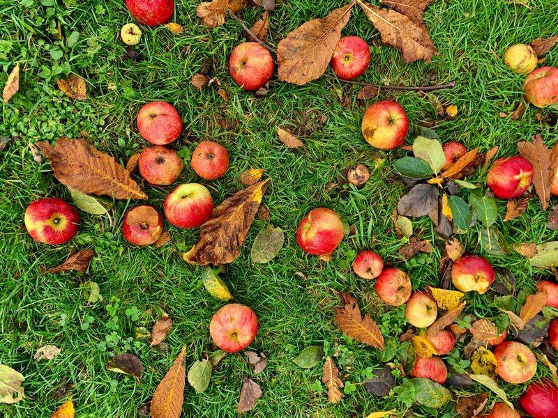 Fallen Fruit On The Ground Fallen Fruit On The Ground