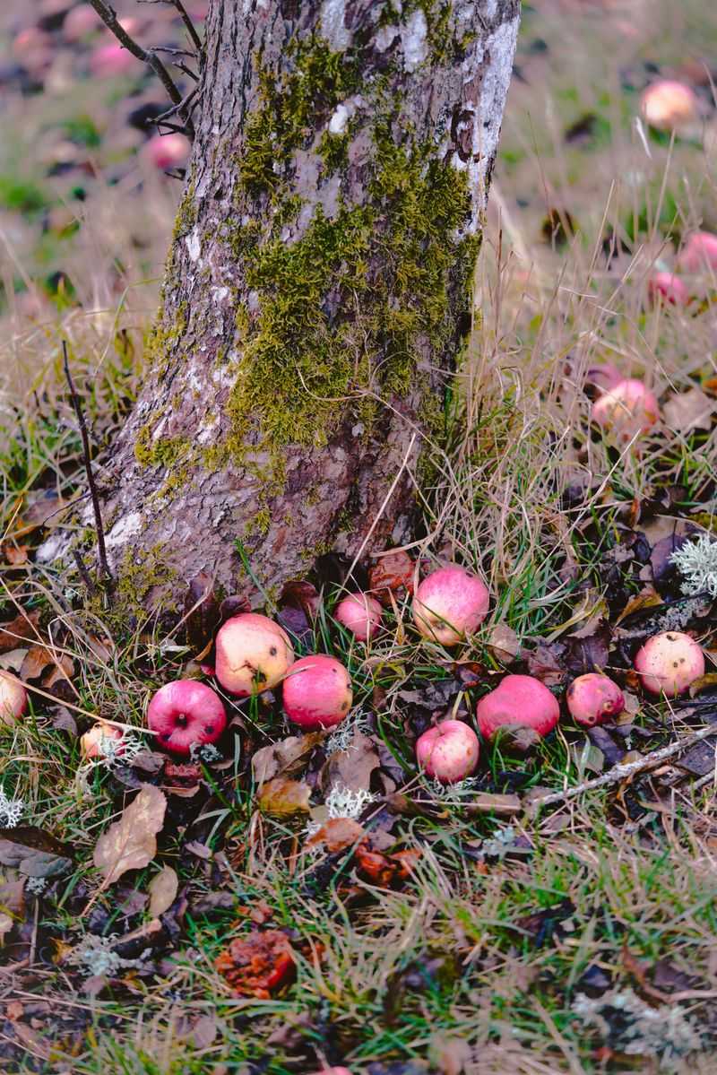 Fallen Fruit Rotting Under The Trees