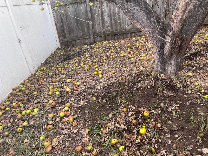 Fallen Fruit Should Not Stay On The Ground