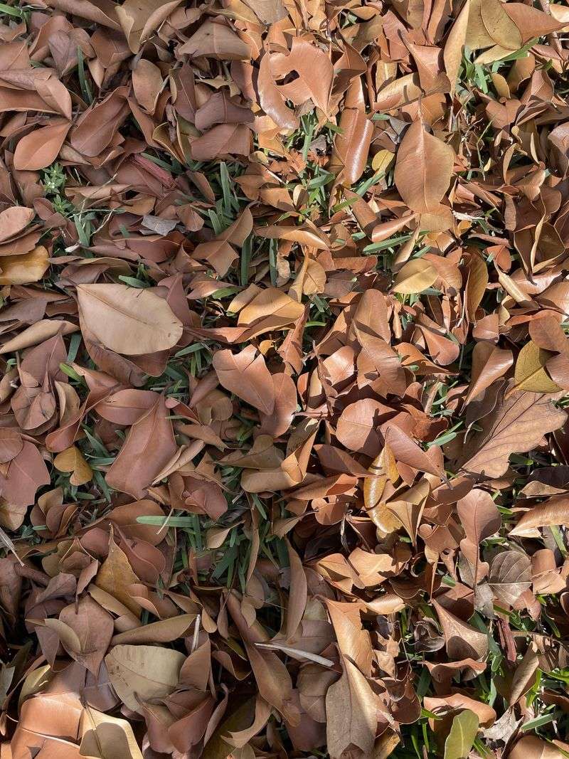 Fallen Leaf Litter