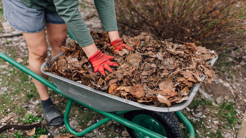Fallen Leaf Mulch Fallen Leaf Mulch