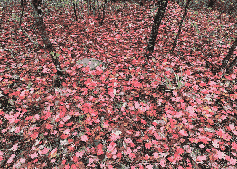 Fallen Leaves Become Free Winter Mulch Fallen Leaves Become Free Winter Mulch