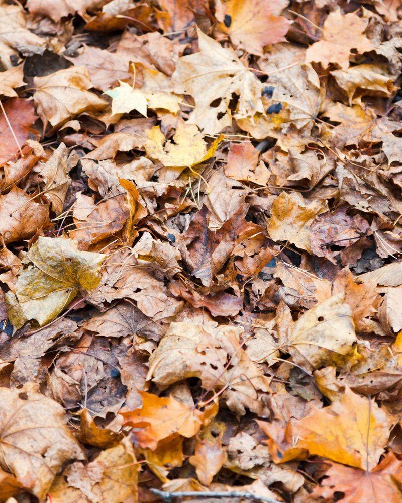 Fallen Leaves Give Them A Protected Place To Settle