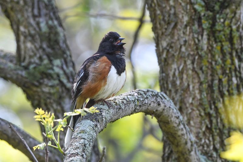 Fallen Leaves Hide Food For Towhees And Other Ground Feeders Fallen Leaves Hide Food For Towhees And Other Ground Feeders