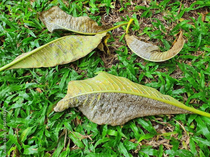 Fallen Leaves Left On The Ground Reload The Cycle