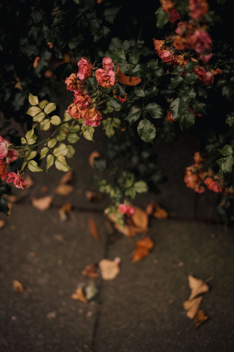 Fallen Leaves Left Sitting Under The Bush