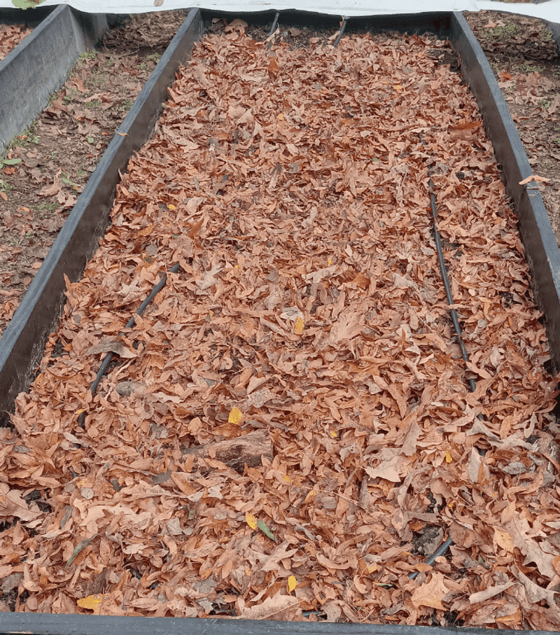 Fallen Leaves Make Useful Mulch