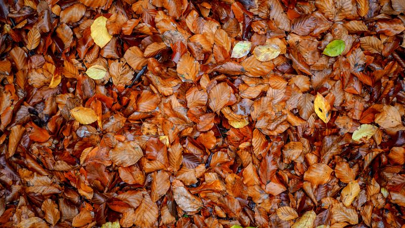 Fallen Leaves Offer A Natural Winter Blanket