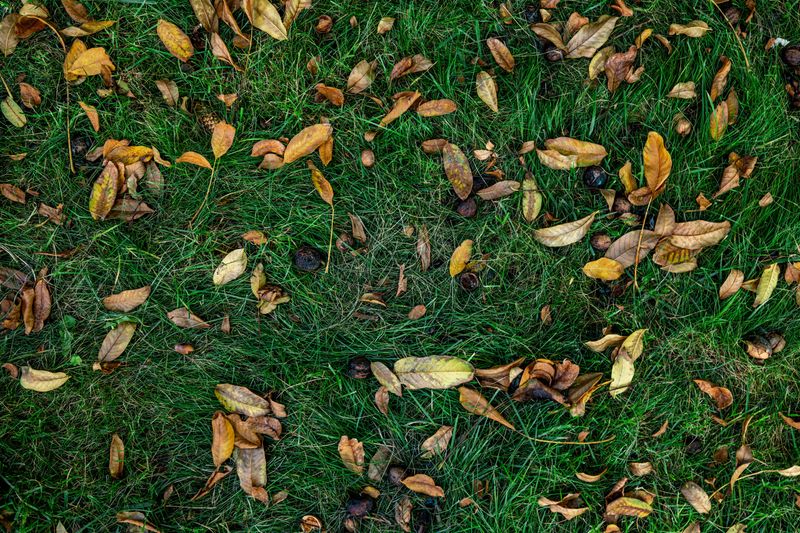 Fallen Pecans And Acorns Littering The Grass Fallen Pecans And Acorns Littering The Grass