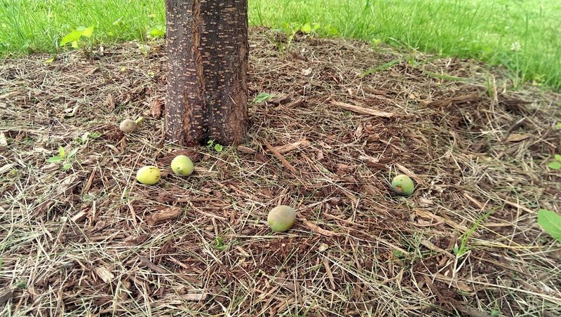 Fallen Pecans And Backyard Fruit Fallen Pecans And Backyard Fruit