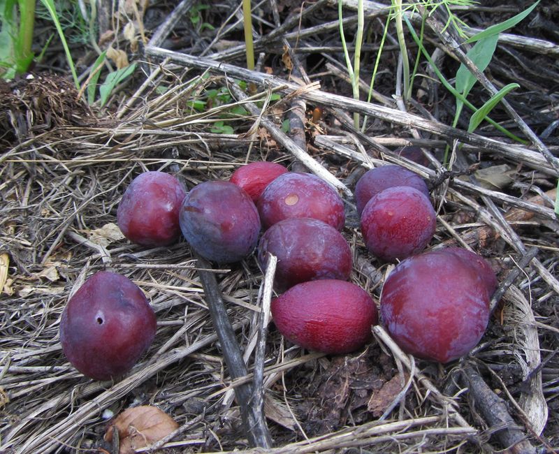 Fallen Plums Can Attract Rodents To Pennsylvania Yards