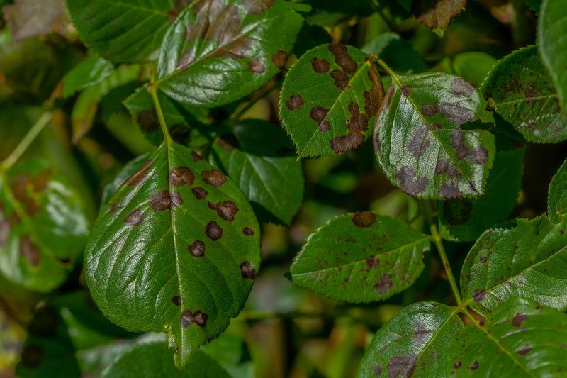 Fallen Rose Leaves Can Harbor Disease-Causing Fungi Fallen Rose Leaves Can Harbor Disease-Causing Fungi