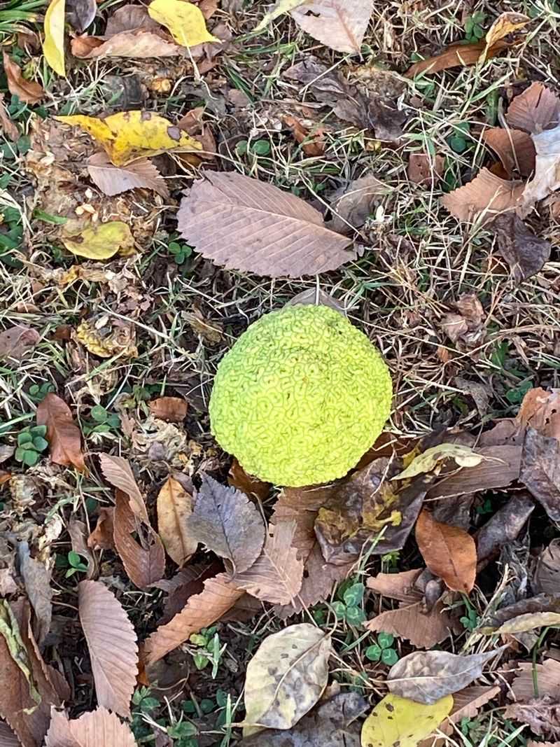 Falling Fruit Hazards On Rural Roads Falling Fruit Hazards On Rural Roads