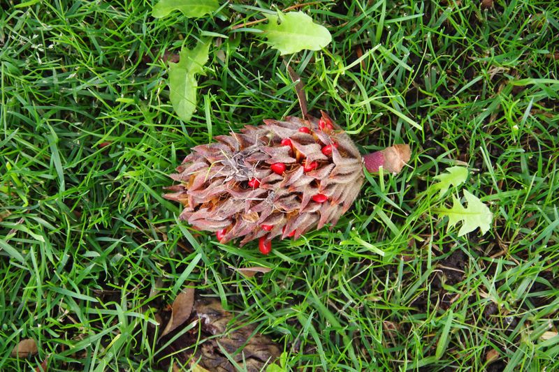 Falling Seeds Do Not Mean The Tree Is Struggling Falling Seeds Do Not Mean The Tree Is Struggling
