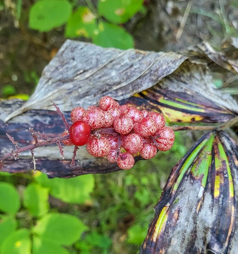 False Solomon's Seal Brings Height And Berries