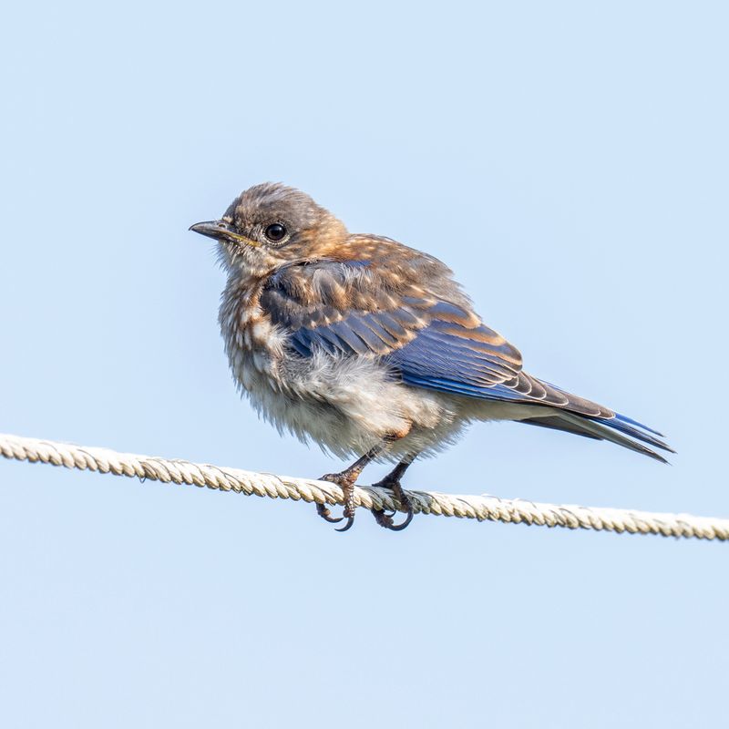 Family Groups Begin Joining Other Birds After Nesting
