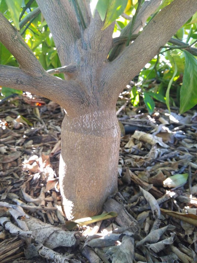 Fast Growth Can Hide The Graft Line