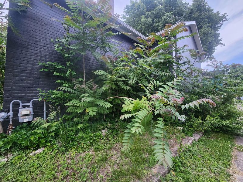 Fast Growth Does Not Always Mean A Good Landscape Tree Fast Growth Does Not Always Mean A Good Landscape Tree