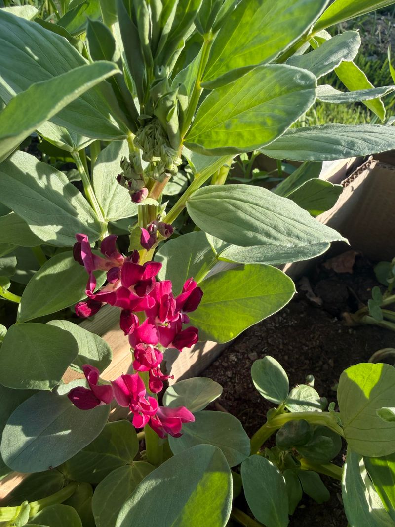 Fava Beans Bring Big Roots For Bigger Rewards