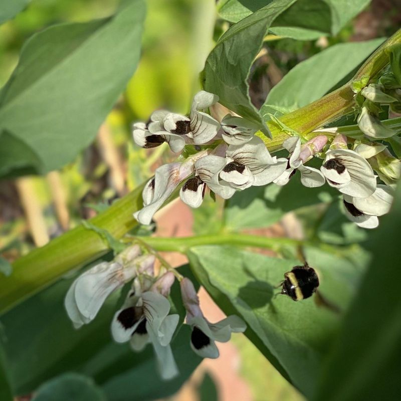 Fava Beans Work Well In Many California Gardens