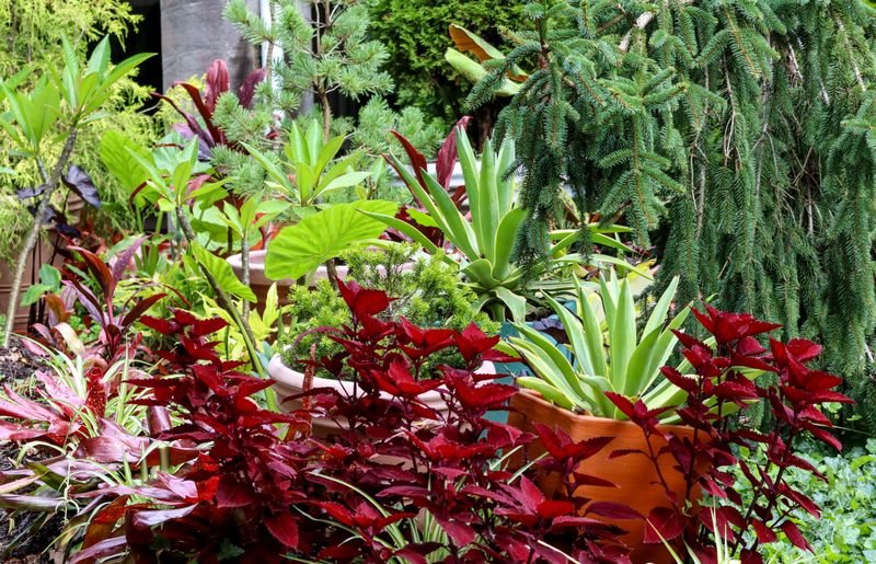 Favorite Plants On Their September Menu